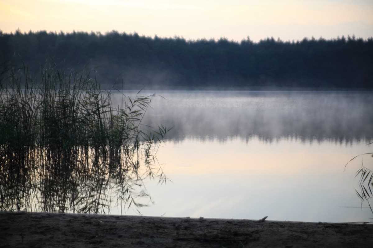 Eteryczny mglisty poranek nad jeziorem z trzcinami i lasem